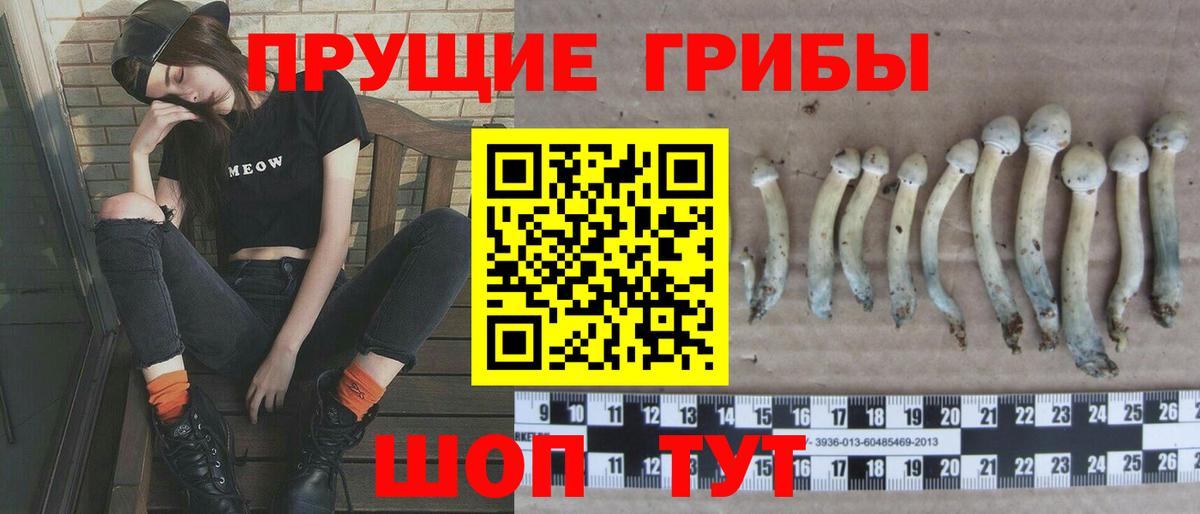 Псилоцибиновые грибы Psilocybine cubensis  Галлюциногенные грибы GOLDEN TEACHER  Дагестанские Огни 